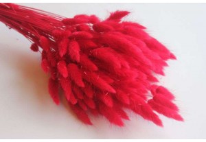 Сухоцвет Лагурус красный, 30шт