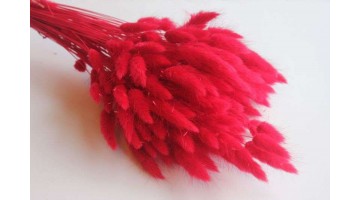 Сухоцвет Лагурус красный, 30шт