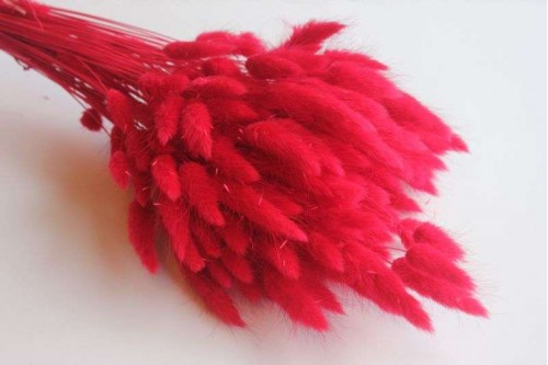 Сухоцвет Лагурус красный, 30шт