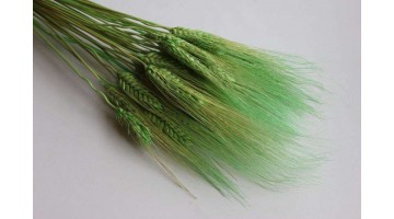 Сухоцвет Пшеница зелёное яблоко, шт