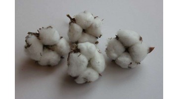 Хлопок натуральный, сухоцвет, шт 