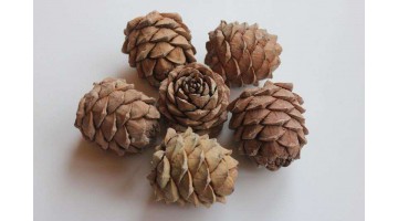 Шишка кедровая средняя, шт