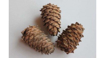 Шишка кедровая, шт
