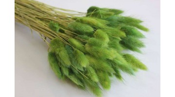 Сухоцвет Лагурус зелёный, 30шт