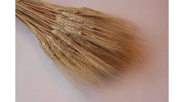 Сухоцвет Пшеница натуральная, шт