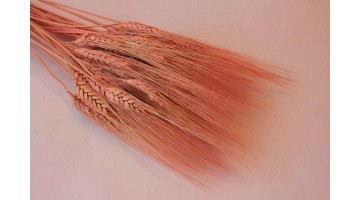 Сухоцвет Пшеница розовая, шт