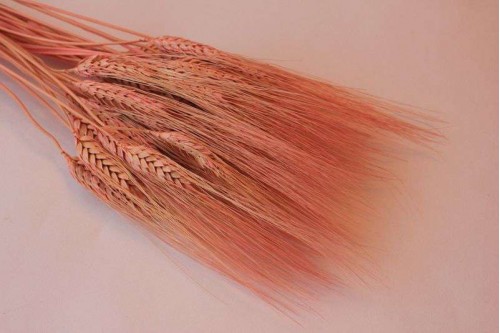 Сухоцвет Пшеница розовая, шт