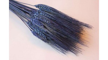 Сухоцвет Пшеница бирюзовая, шт