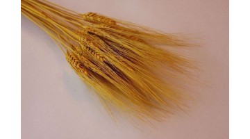 Сухоцвет Пшеница жёлтая, шт