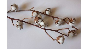 Хлопок на ветке, 5 соцветий
