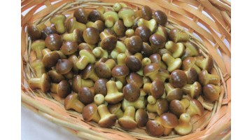 Грибы маслята 20мм, шт