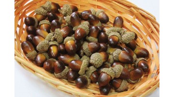 Жёлуди 25мм, шт 