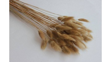 Сухоцвет Лагурус натуральный, 30шт