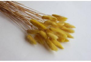 Сухоцвет Лагурус жёлтый, 30шт