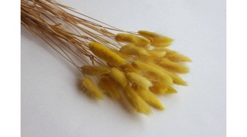 Сухоцвет Лагурус жёлтый, 30шт