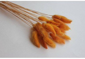 Сухоцвет Лагурус оранжевый, 30шт