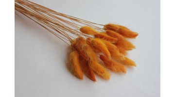 Сухоцвет Лагурус оранжевый, 30шт