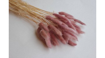 Сухоцвет Лагурус розовый, 30шт