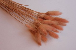 Сухоцвет Лагурус персиковый, 20шт