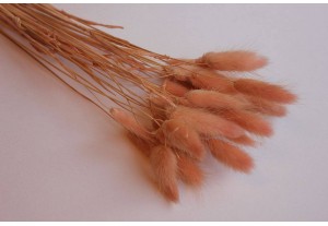 Сухоцвет Лагурус персиковый, 30шт