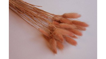 Сухоцвет Лагурус персиковый, 30шт